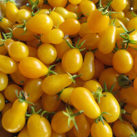 Tomate Dattelwein (Solanum lycopersicum) graines