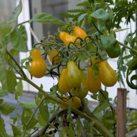 Tomate Dattelwein (Solanum lycopersicum) graines