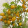 Tomate Dattelwein (Solanum lycopersicum) graines