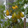 Tomate Dattelwein (Solanum lycopersicum) graines