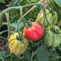 Tomate charnue Zahnradtomate (Solanum lycopersicum)...