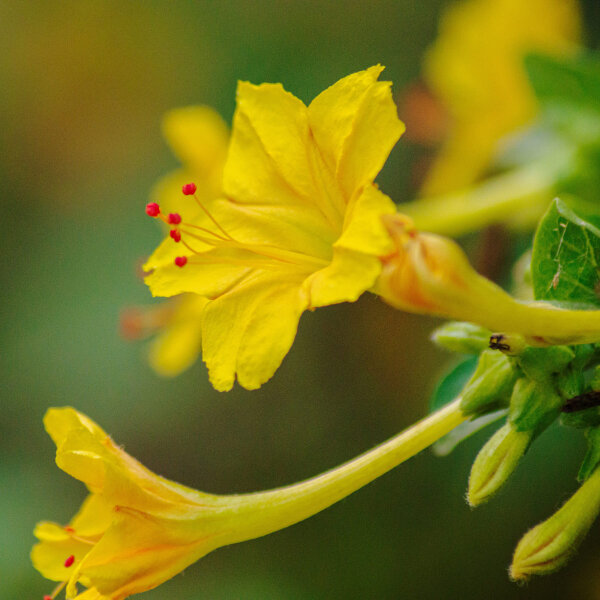 Belle-de-nuit (Mirabilis jalapa) graines