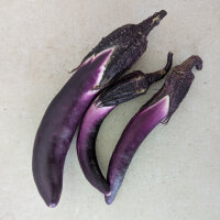 Aubergine Tarim (Solanum melongena) semences biologiques