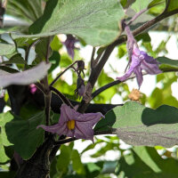 Aubergine Tarim (Solanum melongena) semences biologiques