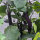Aubergine Tarim (Solanum melongena) semences biologiques