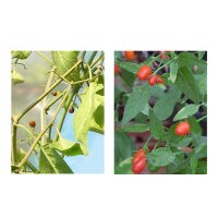 Variétés de piments sauvages - Kit de graines