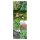 Herbes-aux-chat - Kit de graines