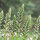 Acanthe molle (Acanthus mollis) graines