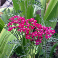 Achillée rouge Cerise Queen (Achillea millefolium)...