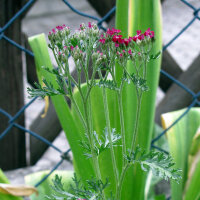 Achillée rouge Cerise Queen (Achillea millefolium)...