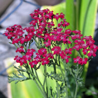 Achillée rouge Cerise Queen (Achillea millefolium) graines
