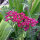 Achillée rouge Cerise Queen (Achillea millefolium) graines