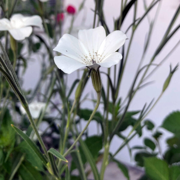 Nielle des blés blanche ‘Ocean Pearls’ (Agrostemma githago) graines
