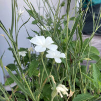 Nielle des blés blanche ‘Ocean Pearls’ (Agrostemma githago) graines