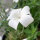 Nielle des blés blanche ‘Ocean Pearls’ (Agrostemma githago) graines