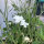 Nielle des blés blanche ‘Ocean Pearls’ (Agrostemma githago) graines
