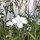 Nielle des blés blanche ‘Ocean Pearls’ (Agrostemma githago) graines