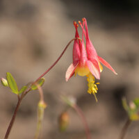 Ancolie du Canada (Aquilegia canadensis) graines