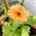 Souci officinal rose saumon Pink Surprise (Calendula officinalis) graines