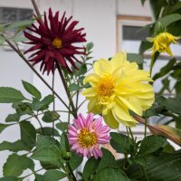 Mélange de Dahlias hauts Decorative Giants (Dahlia...