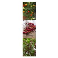 Piments thaï - Kit de graines