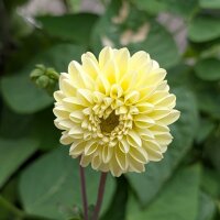 Mélange de Dahlias pompons (Dahlia variabilis) graines