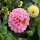 Mélange de Dahlias pompons (Dahlia variabilis) graines