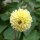 Mélange de Dahlias pompons (Dahlia variabilis) graines