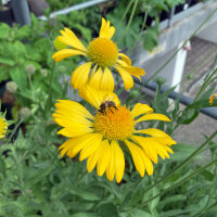 Gaillarde aristée Aurea Pura (Gaillardia aristata)...