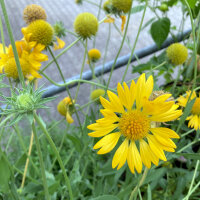 Gaillarde aristée Aurea Pura (Gaillardia aristata) graines
