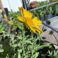 Gaillarde aristée Aurea Pura (Gaillardia aristata) graines