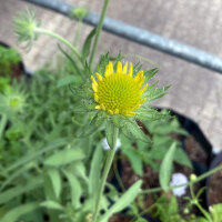 Gaillarde aristée Aurea Pura (Gaillardia aristata) graines