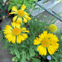 Gaillarde aristée Aurea Pura (Gaillardia aristata) graines