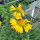 Gaillarde aristée Aurea Pura (Gaillardia aristata) graines