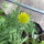 Gaillarde aristée Aurea Pura (Gaillardia aristata) graines