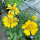 Gaillarde aristée Aurea Pura (Gaillardia aristata) graines