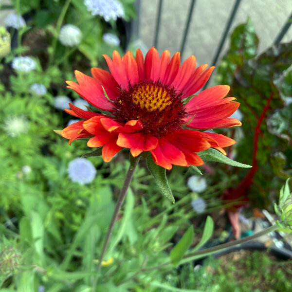 Gaillarde aristée orange Tokajer (Gaillardia aristata) graines