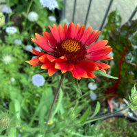 Gaillarde aristée orange Tokajer (Gaillardia...