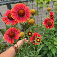 Gaillarde aristée orange Tokajer (Gaillardia aristata) graines