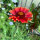 Gaillarde aristée orange Tokajer (Gaillardia aristata) graines