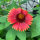 Gaillarde aristée orange Tokajer (Gaillardia aristata) graines