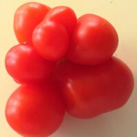 Tomate Voyage (Solanum lycopersicum)