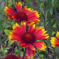 Gaillarde aristée bicolore Bremen (Gaillardia...