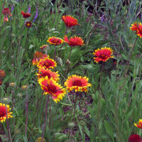 Gaillarde aristée bicolore Bremen (Gaillardia aristata) graines