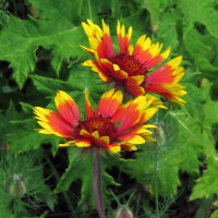 Gaillarde aristée bicolore Bremen (Gaillardia aristata) graines