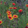 Gaillarde aristée bicolore Bremen (Gaillardia aristata) graines