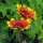 Gaillarde aristée bicolore Bremen (Gaillardia aristata) graines
