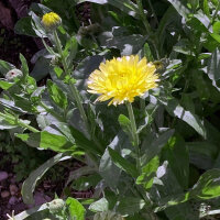 Souci officinal jaune pâle Lemon Cream (Calendula officinalis) graines
