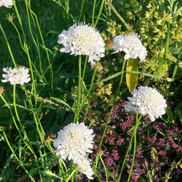 Scabieuse blanche Double White (Scabiosa atropurpurea) graines