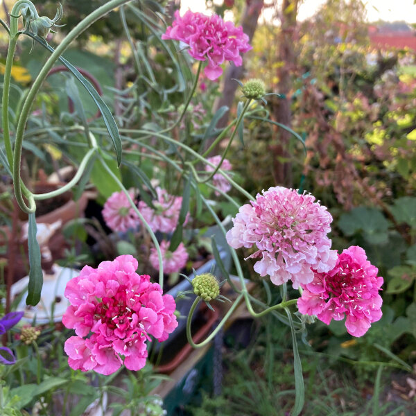 Scabieuse rose Double Salmon Rose (Scabiosa atropurpurea) graines